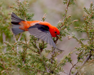 Scarlet Tanager