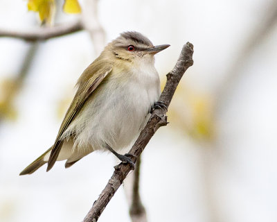 Red-Eyed Vireo