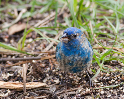 Indigo Bunting