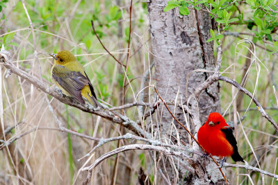 Scarlet Tanager Pair