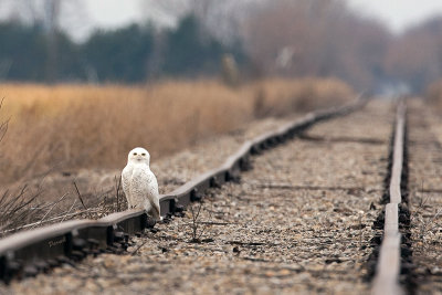 Lionel the Snowy Owl