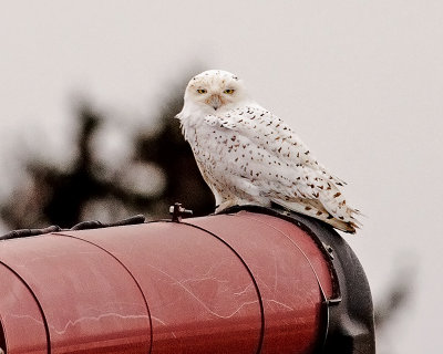 Farm Owl