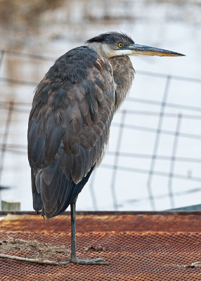 Great Blue Heron