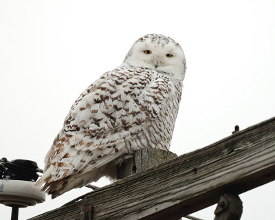 Another Snowy