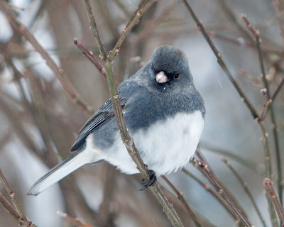 Dark-Eyed Junco