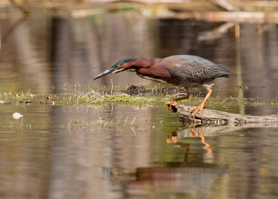 Green Heron