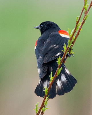 Red-Winged Black and White Bird