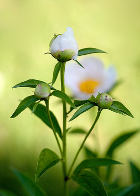 Peony