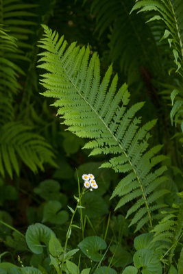 Wild Daisies and Fern