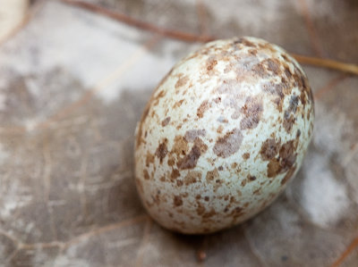 Northern Cardinal Egg