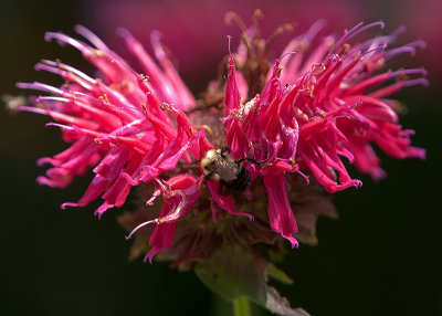 Bee Balm
