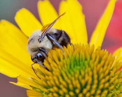Busy Bee