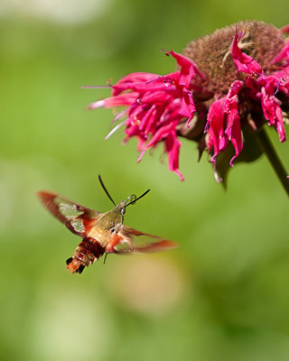 Hummingbird Clearwing Moth