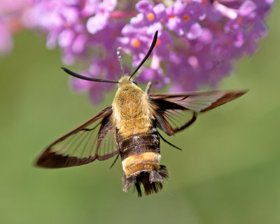 Snowberry Clearwing Moth
