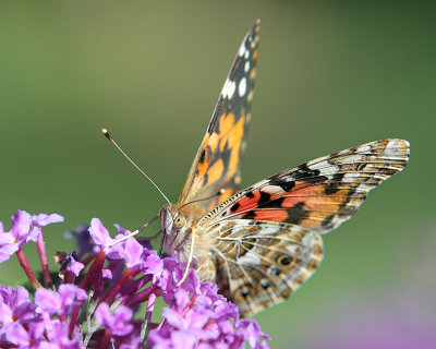 Painted Lady