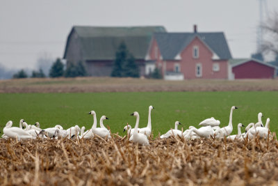 Tundra Swans