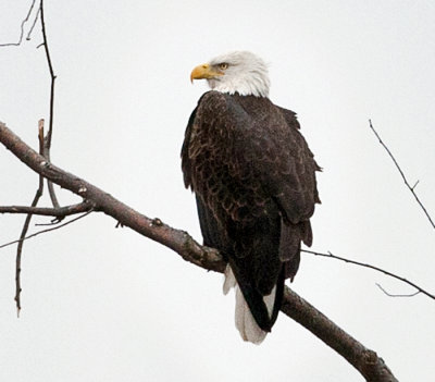 Bald Eagle