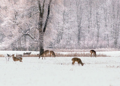 White-Tails and Turkeys