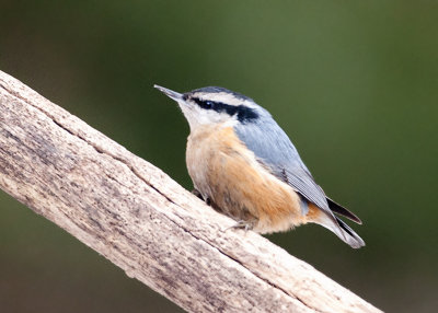 Red-Breasted Nuthatch
