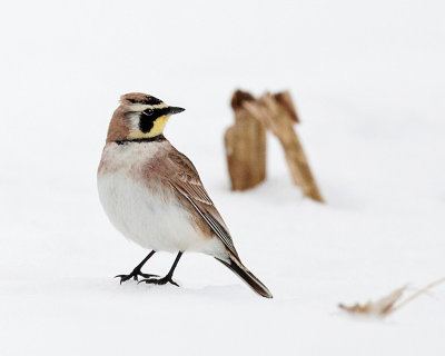 Horned Lark