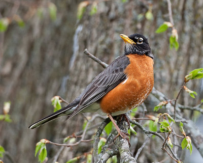 American Robin