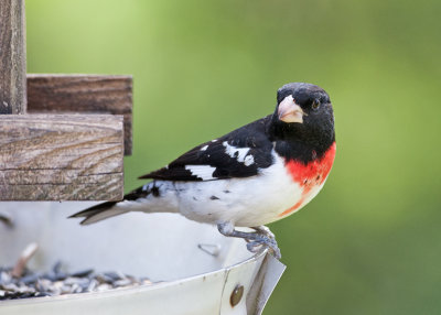 Rose-Breasted Grosbeak