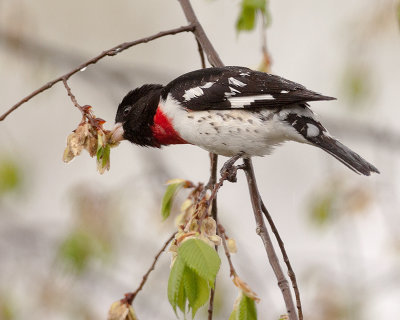 Rose-Breasted Grosbeak