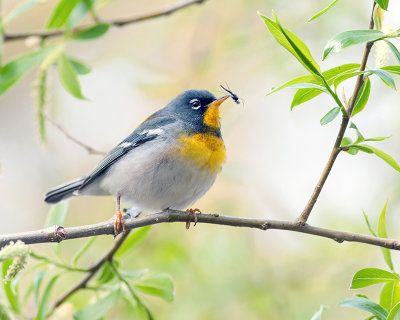 Northern Parula