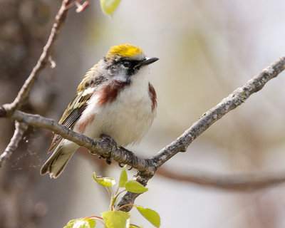 Chestnut-Sided Warbler