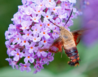 Hummingbird Clearwing Moth