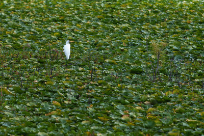 Great Egret in the Lily Pads