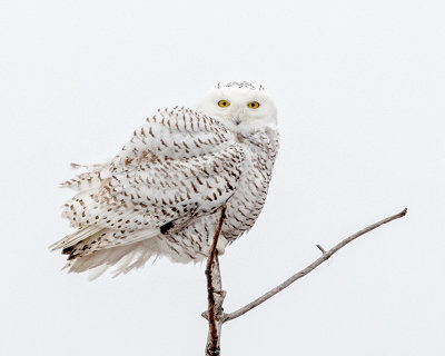Snowy on a Tree