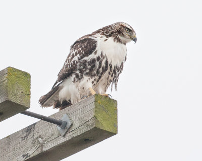Red-Tailed Hawk