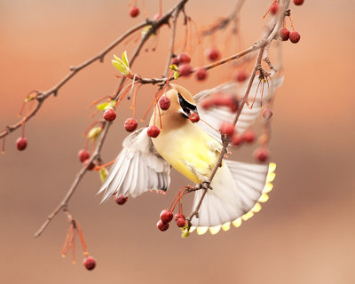 Cedar Waxwing