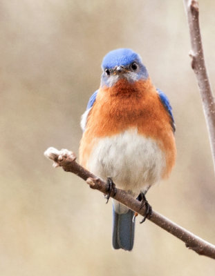 Eastern Bluebird