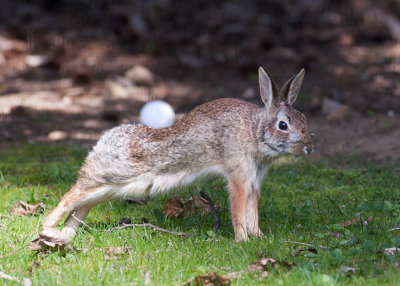 Muscle Bunny