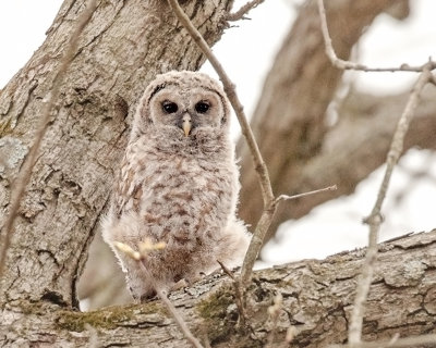 Barred Owlet