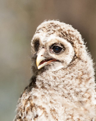 Barred Owlet Portrait