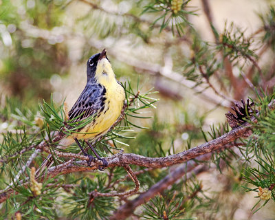 Kirtland's Warbler
