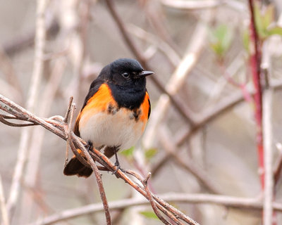 American Redstart