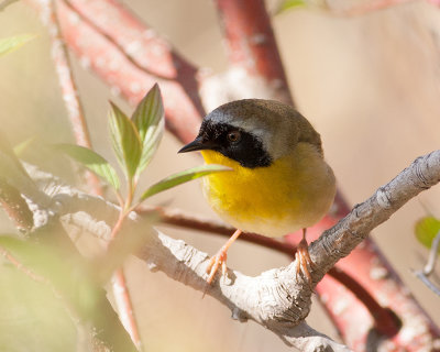 Common Yellowthroat