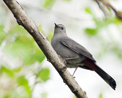 Gray Catbird