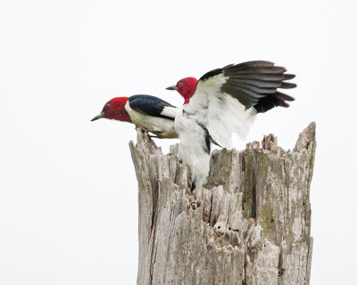 RH Woodpeckers