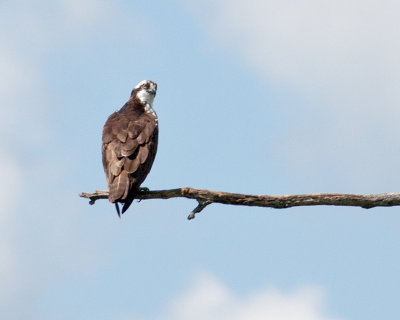 Osprey on a Stick