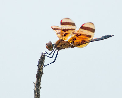 Halloween Pennant