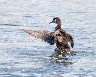 Young Wood Duck