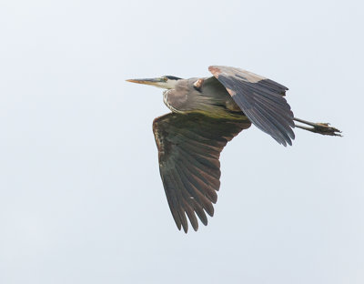 Great Blue Heron