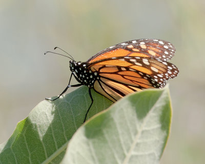 Monarch on Milkweed