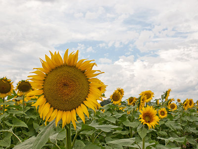 Sunflower Field