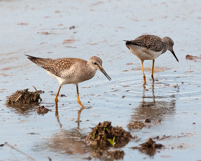 Lesser Yellowlegs